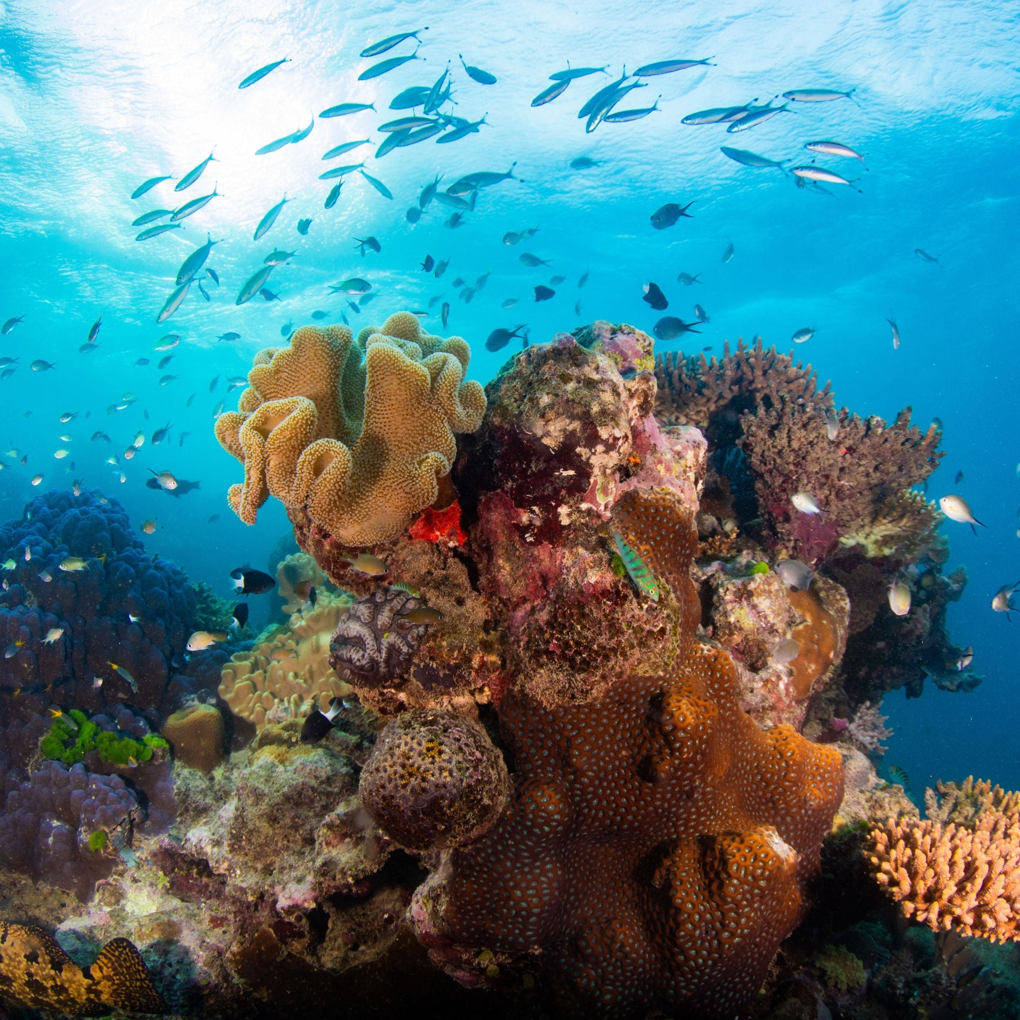 Pépé Dive Shop