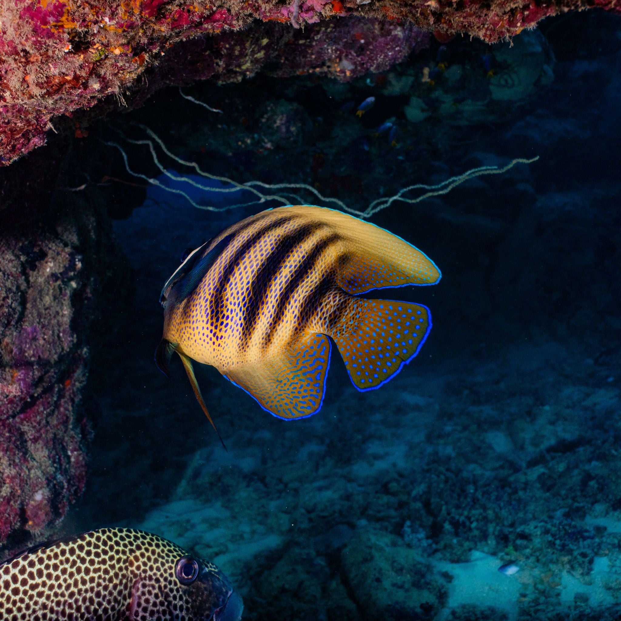 Pépé Dive Shop