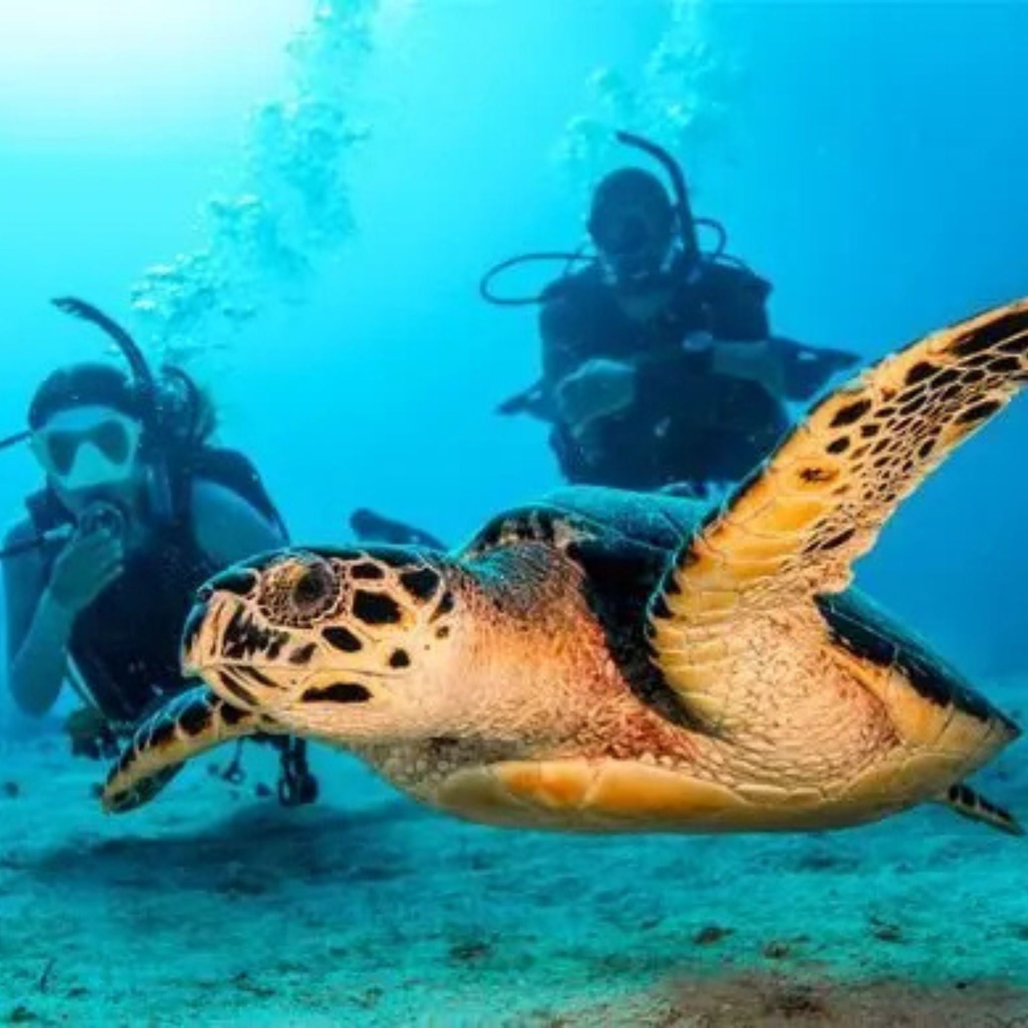 PADI Open Water Diver Cursus