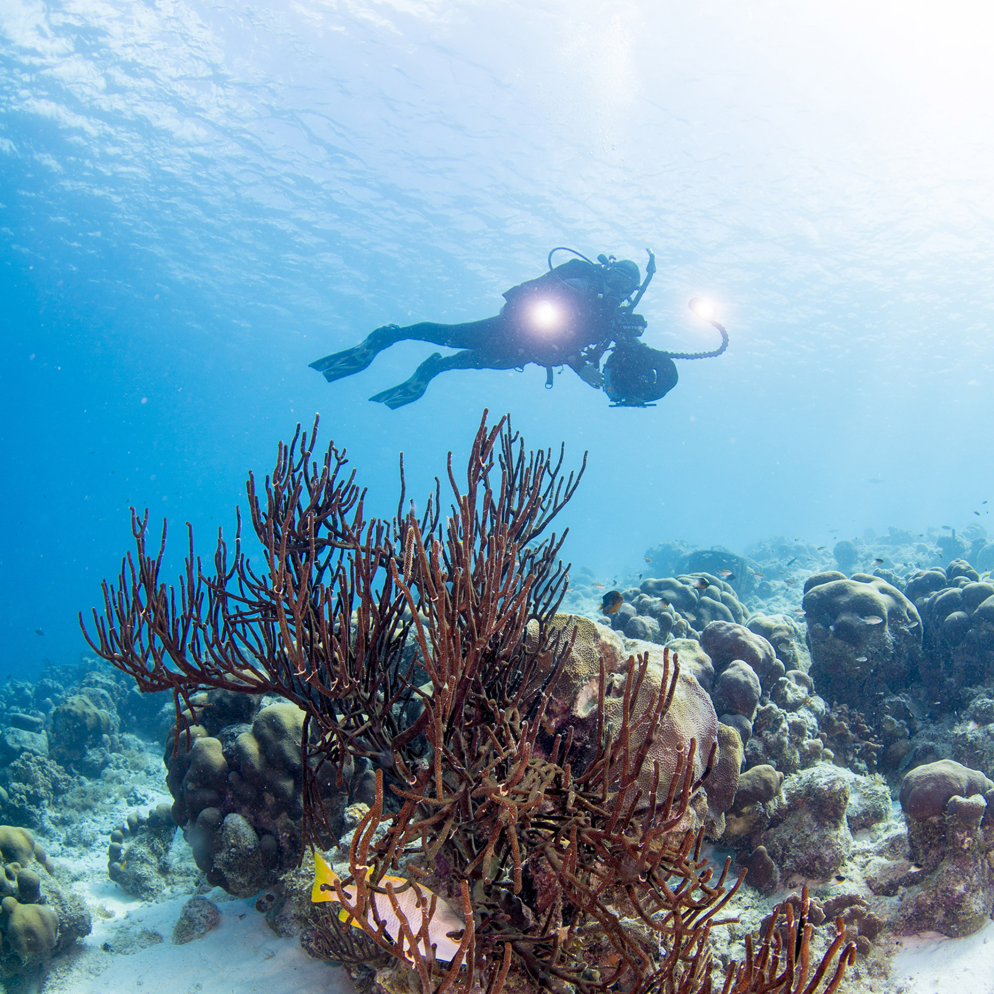 PADI Digital Underwater Photgrapher Cursus