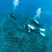 PADI Divemaster Cursus
