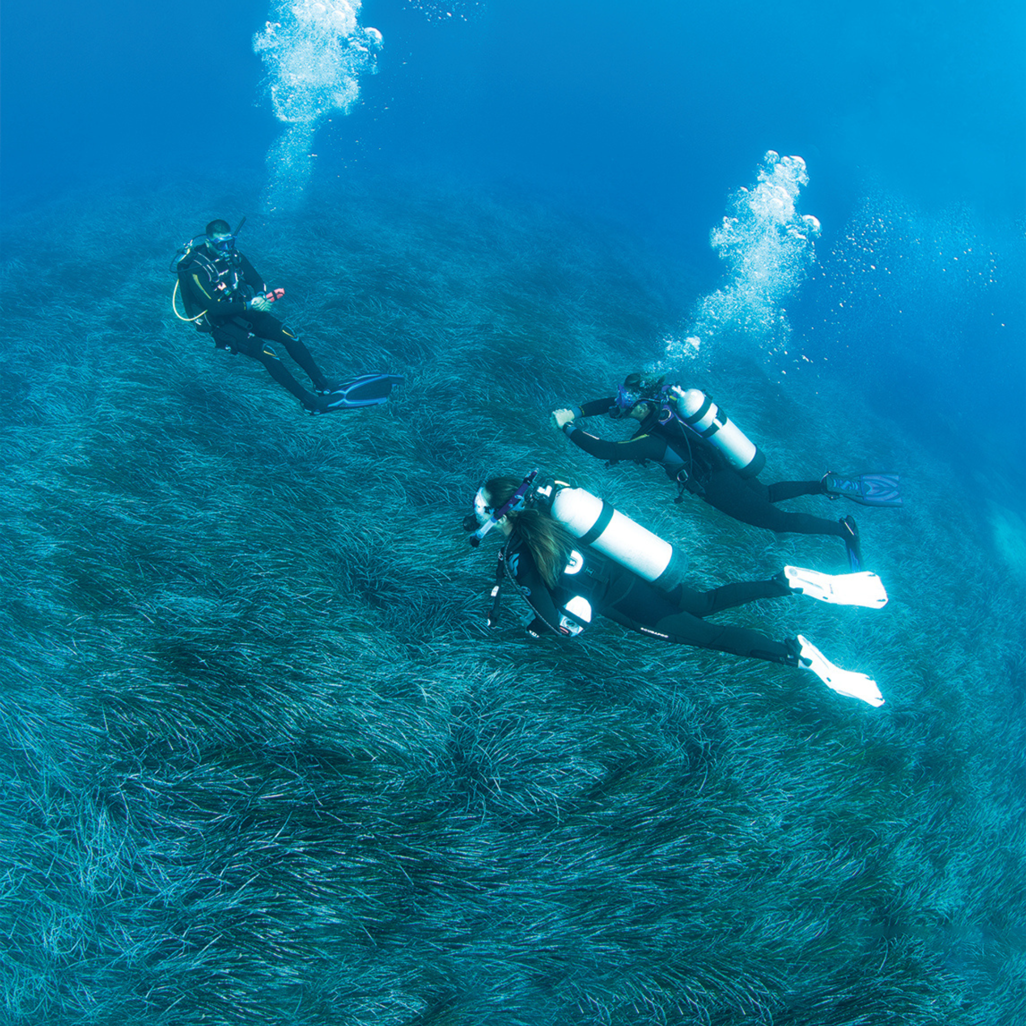 PADI Divemaster Cursus
