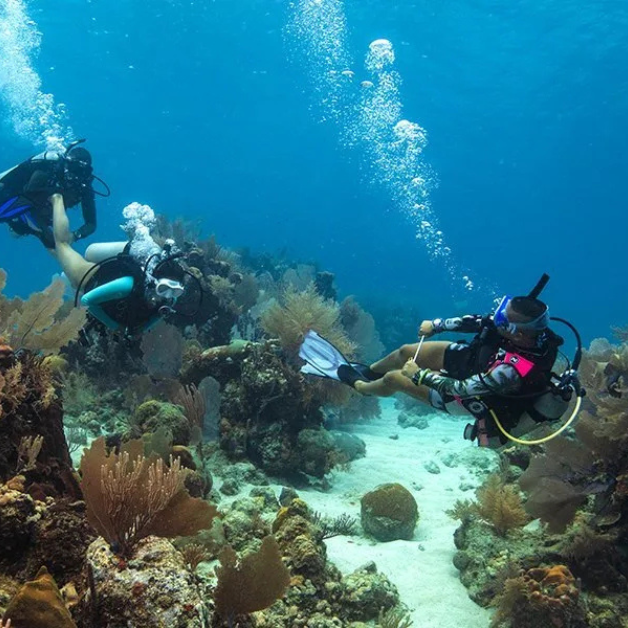 PADI Divemaster Cursus