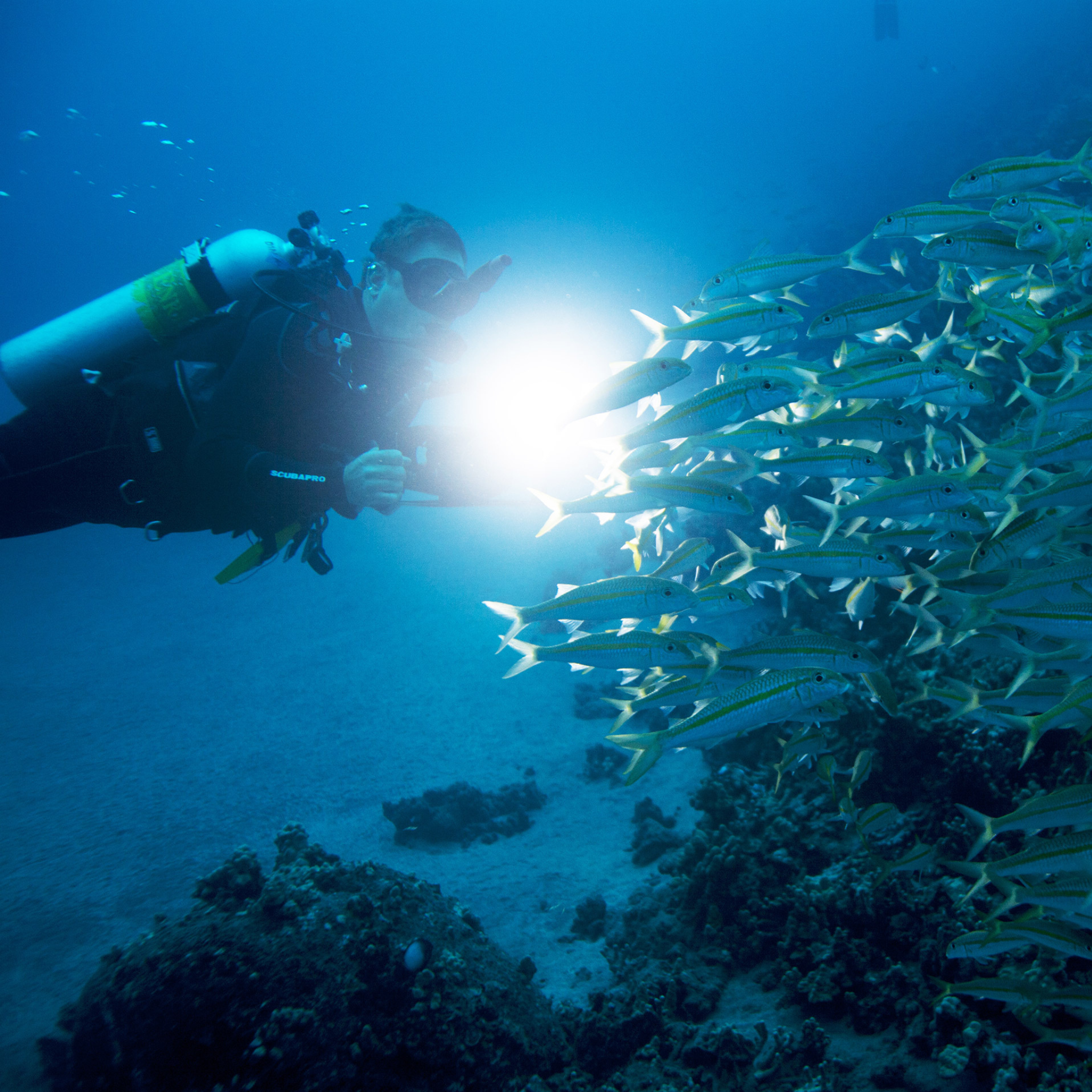 PADI Night Diver Cursus