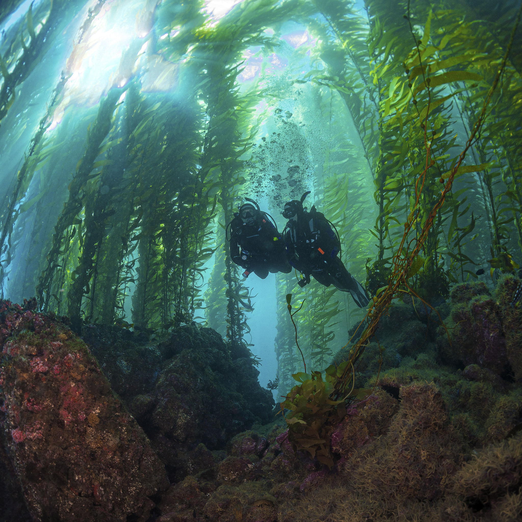 PADI Peak Performance Buoyancy